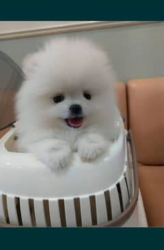 Pomeranian