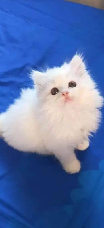 Persian cat 0