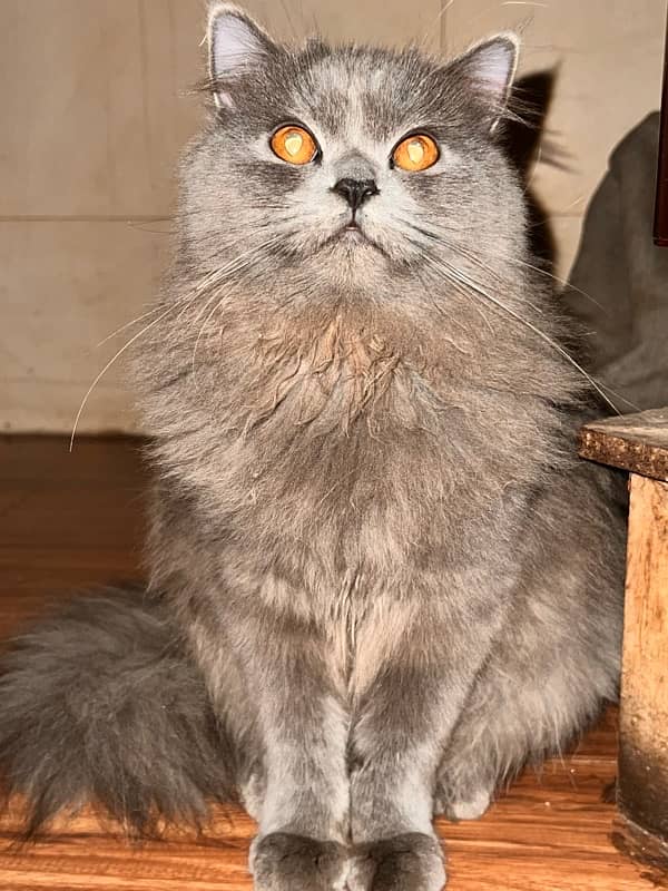 russian 2 female cats of 6 months age 2