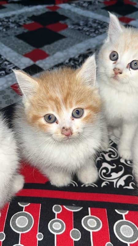 persian kittens 2