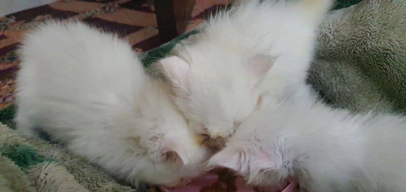 pire persian tripple coat kittens 2