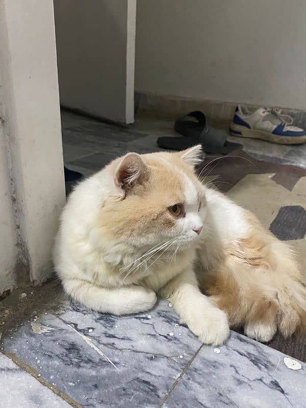 Persian male cat 0