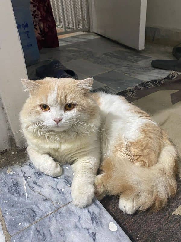 Persian male cat 1