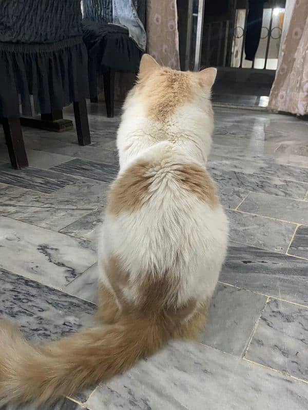 Persian male cat 2