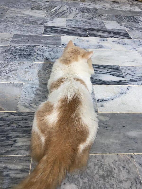 Persian male cat 4