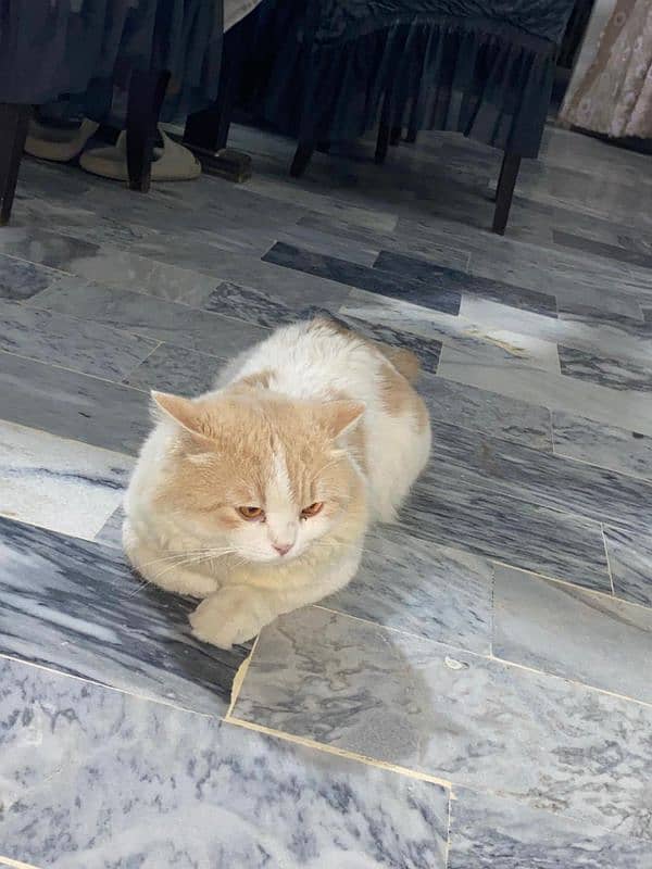 Persian male cat 5