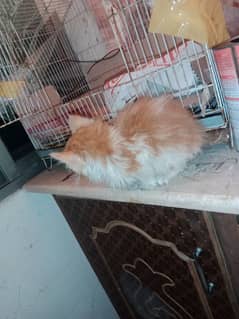 persian cat male baby 3riple cot