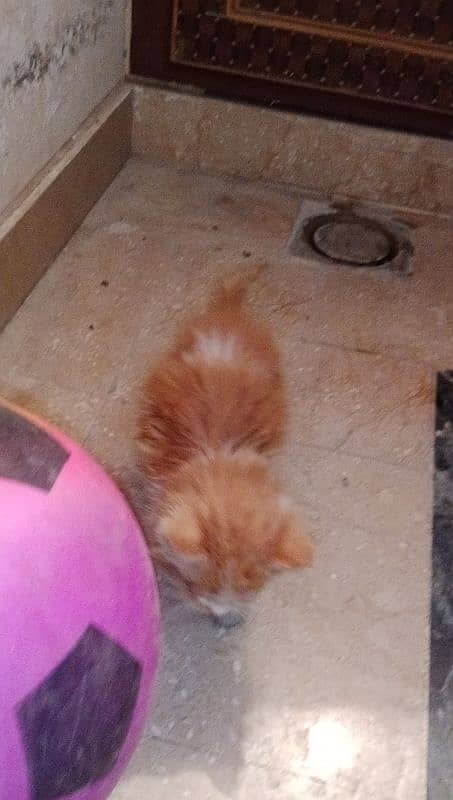 persian cat male baby 3riple cot 1