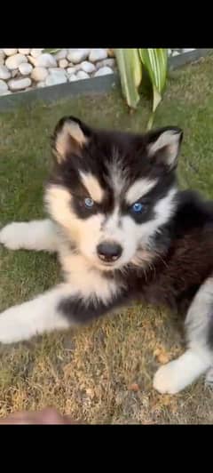 Alaskan malamute with very exquisite and rare blue eyes