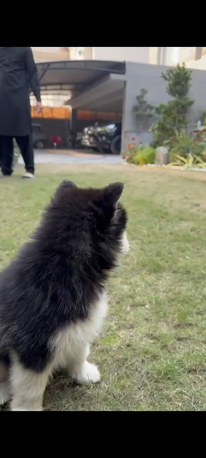 Alaskan malamute with very exquisite and rare blue eyes 1