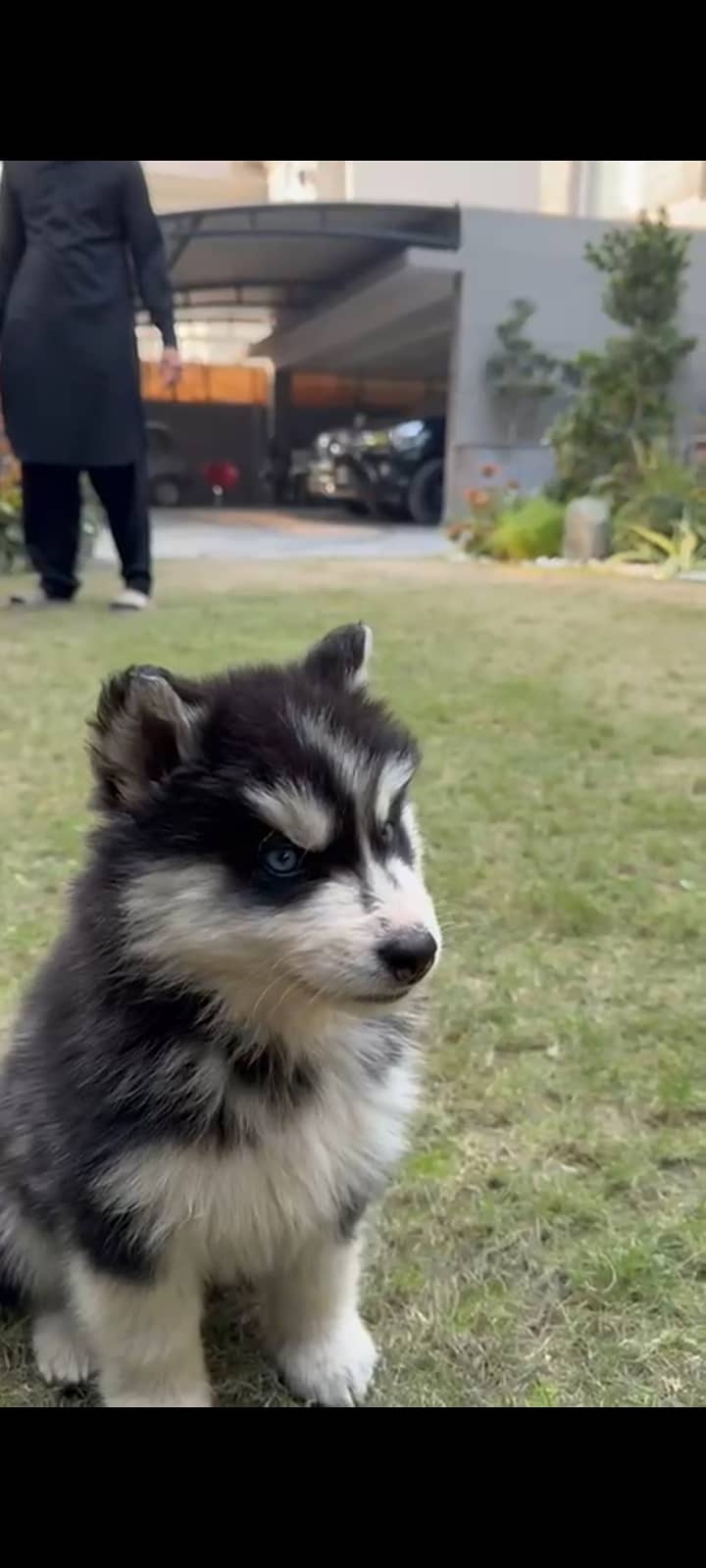 Alaskan malamute with very exquisite and rare blue eyes 2