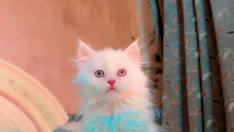 Persian kitten 0