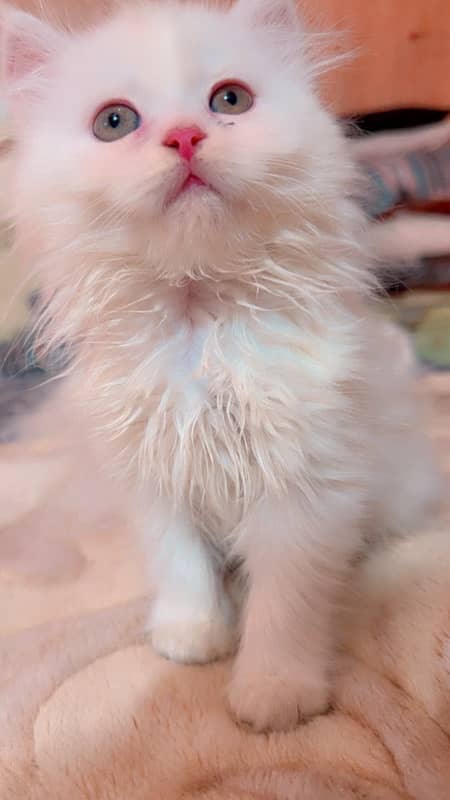 Persian kitten 2