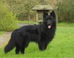 Pedigree long coated black German shepherd puppies available for sale