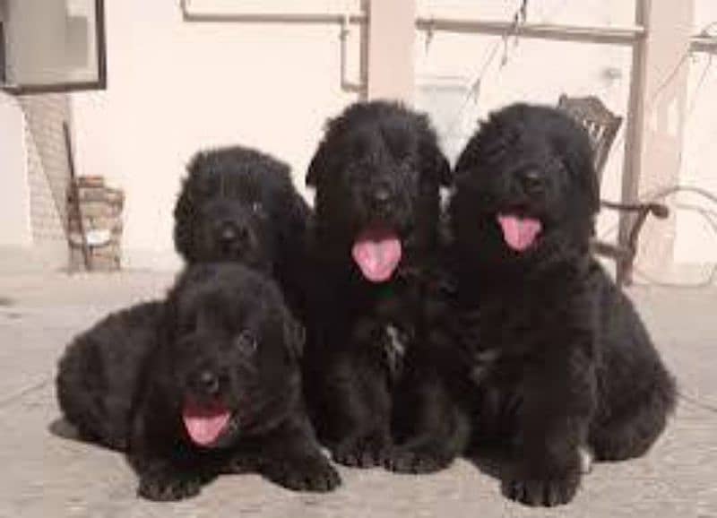 Pedigree long coated black German shepherd puppies available for sale 0