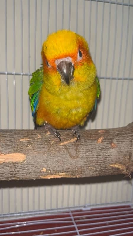 sun conure 0