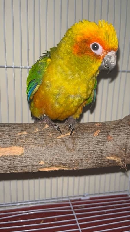 sun conure 1