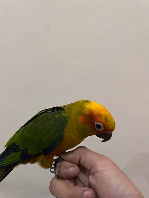 sun conure 2