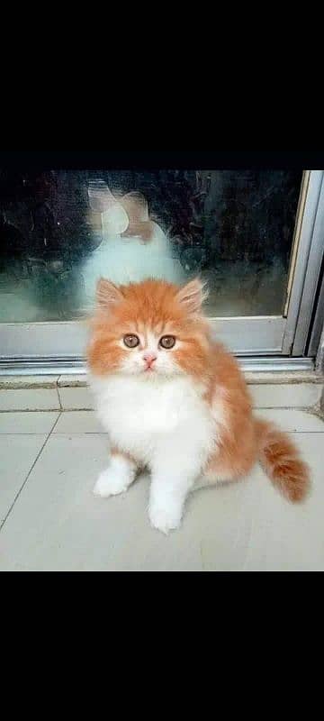 pure Persian kitten 0