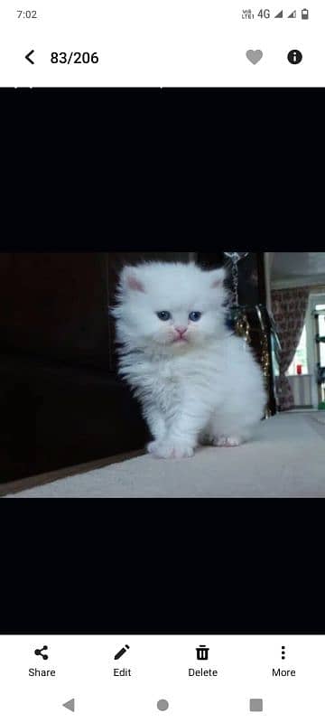 pure Persian kitten 4