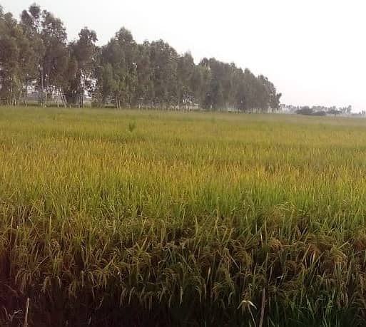 125 acre agricultural Land available for Sale on Mareedka Sheikhupura road 2