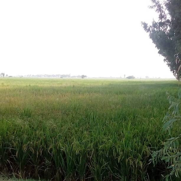 125 acre agricultural Land available for Sale on Mareedka Sheikhupura road 4