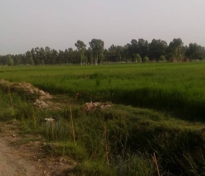 125 acre agricultural Land available for Sale on Mareedka Sheikhupura road 5