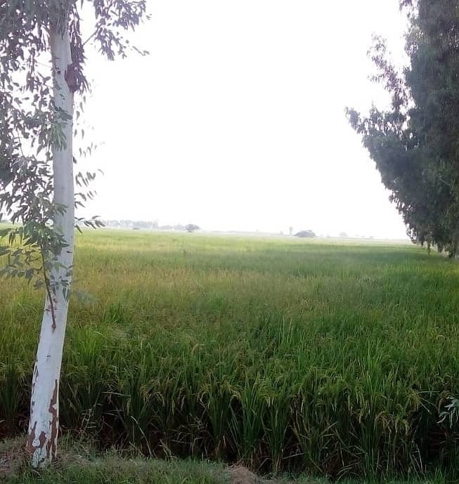 125 acre agricultural Land available for Sale on Mareedka Sheikhupura road 6