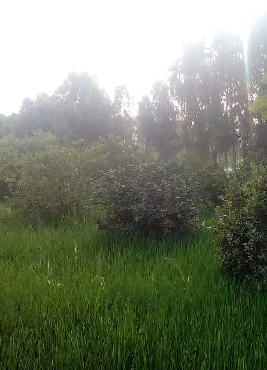 125 acre agricultural Land available for Sale on Mareedka Sheikhupura road 7