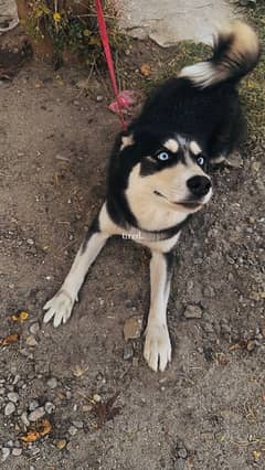 Siberian Husky