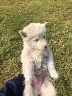 husky puppies