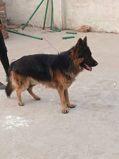 German shepherd long coat