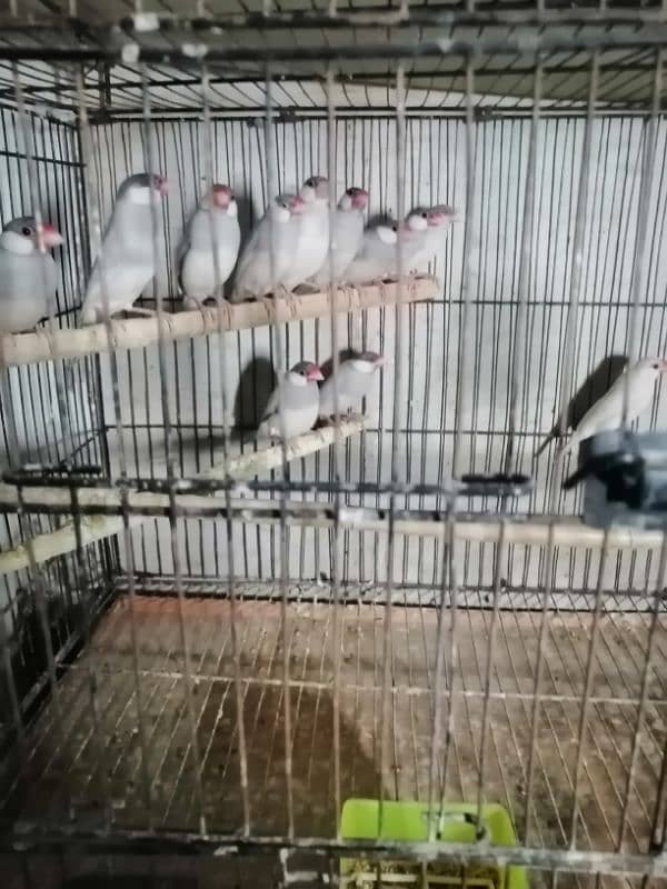 java finch for sale. 1