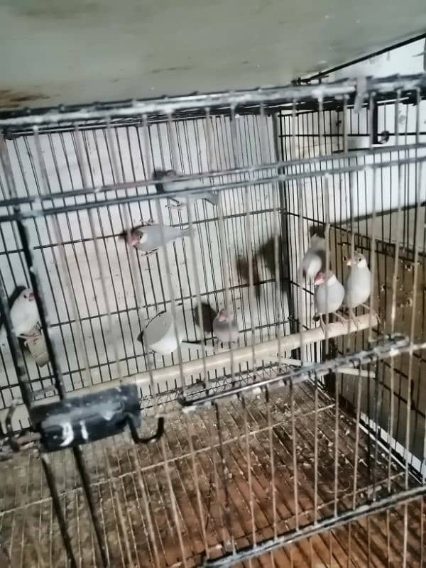 java finch for sale. 2