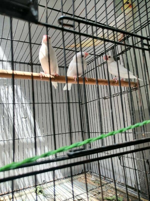 java finch for sale. 3