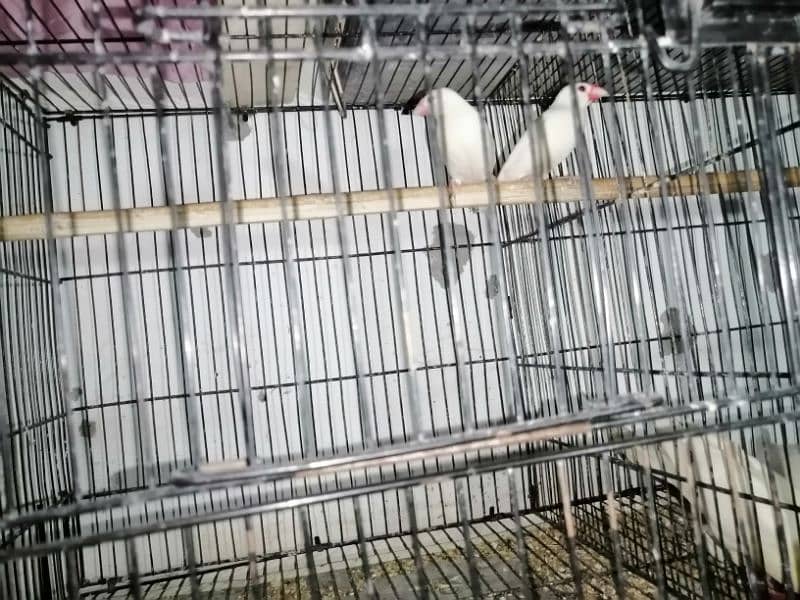 java finch for sale. 4