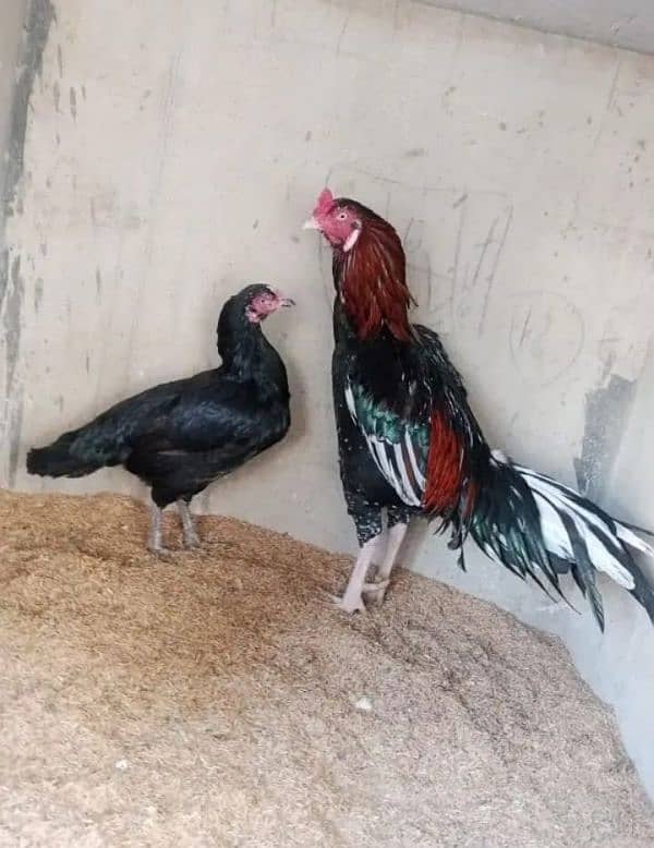 Aseel Mianwali Pair 0