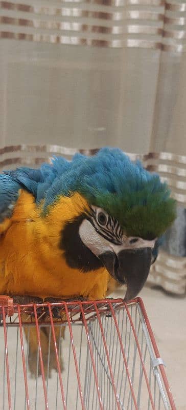 blue Yellowish Macaw Male 1