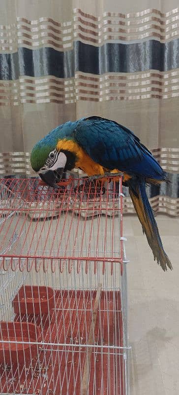 blue Yellowish Macaw Male 2