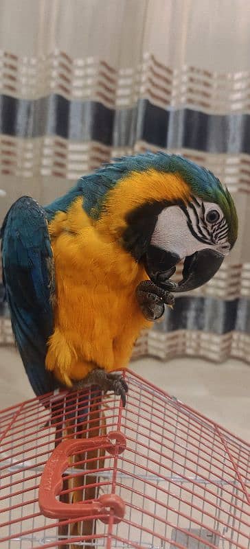 blue Yellowish Macaw Male 3