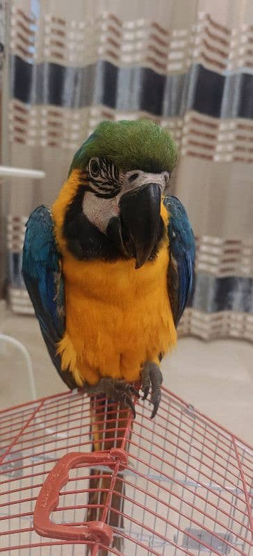 blue Yellowish Macaw Male 4