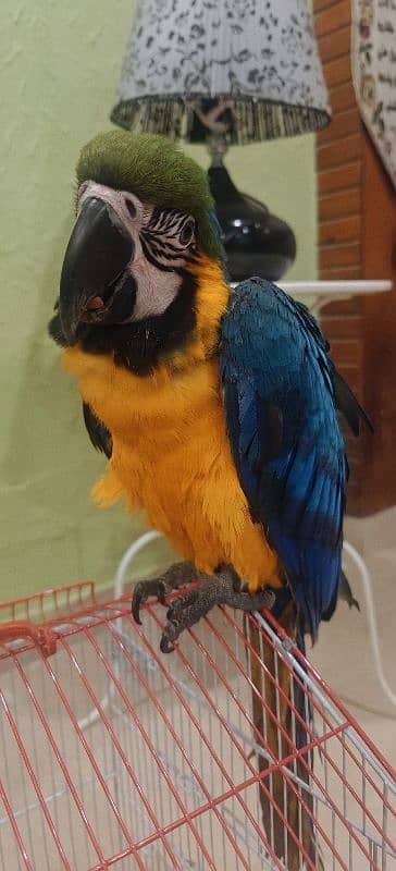 blue Yellowish Macaw Male 5