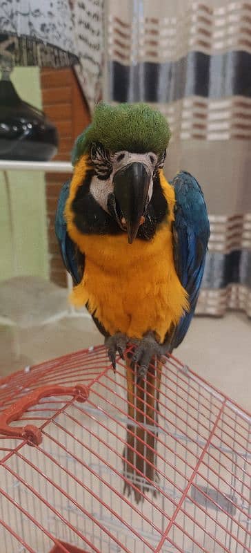 blue Yellowish Macaw Male 6