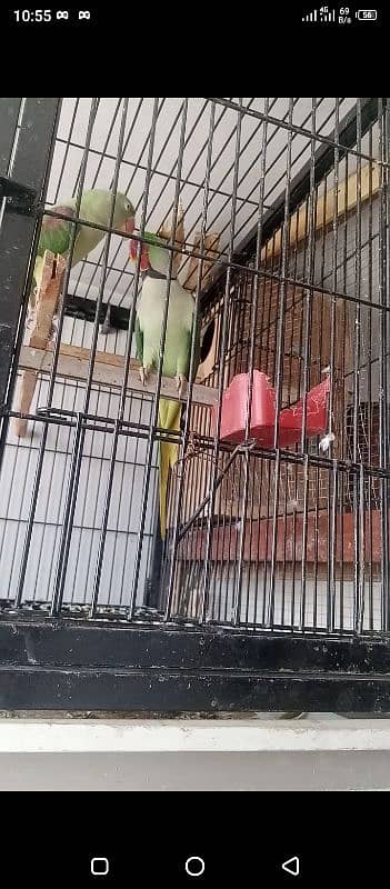 love parrot for sale available 0