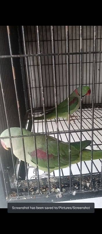 love parrot for sale available 1