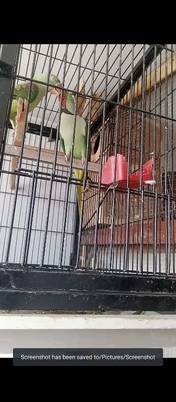 love parrot for sale available 2