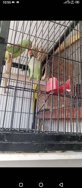 love parrot for sale available 3