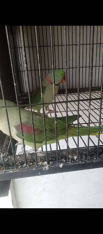 love parrot for sale available 4