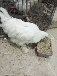 bantam chick for sell price 2000