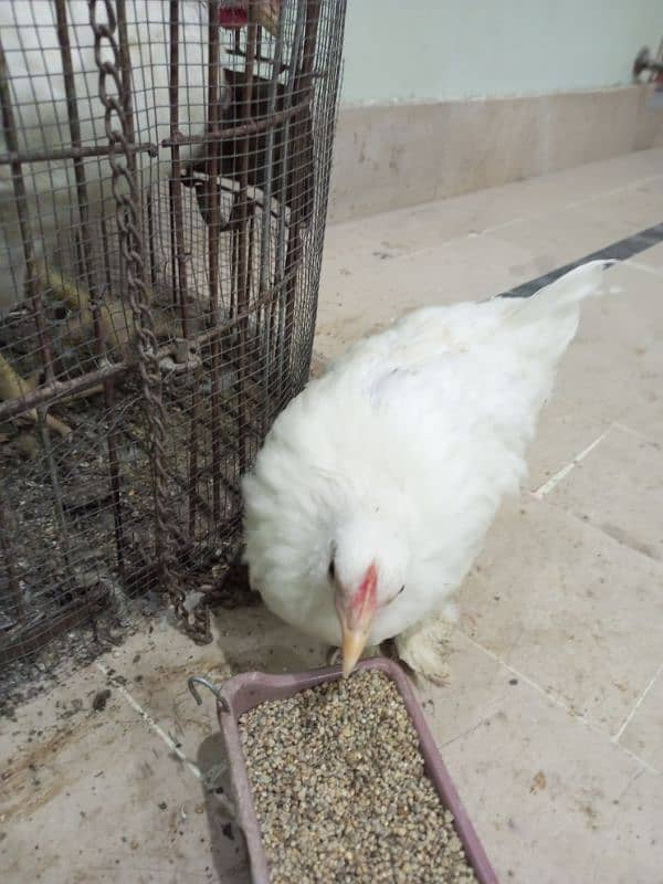 bantam chick for sell price 2000 1